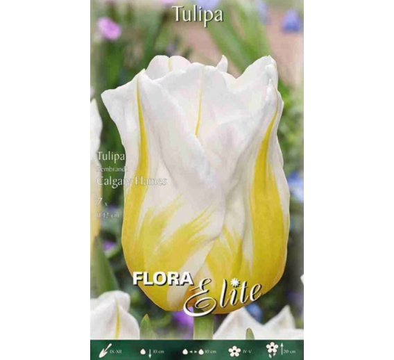 Sodo ir daržo prekės. Sėklos, daigyklos, durpinės tabletės. Gėlių sėklos. Tulpės Tulipa Rembranto Calgary Flames 7sv