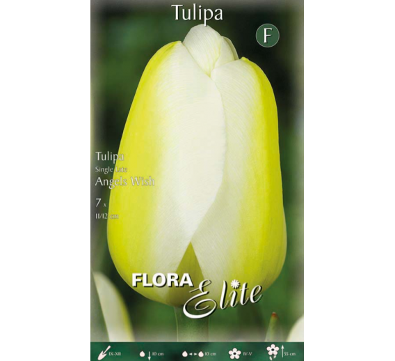 Sodo ir daržo prekės. Sėklos, daigyklos, durpinės tabletės. Gėlių sėklos. Tulpės Tulipa Single Late Angels Wish 7sv