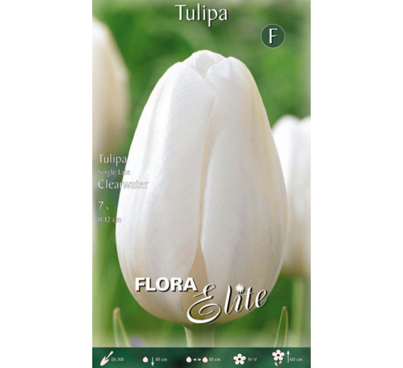 Sodo ir daržo prekės. Sėklos, daigyklos, durpinės tabletės. Gėlių sėklos. Tulpės Tulipa Single Late Clearwater 7sv