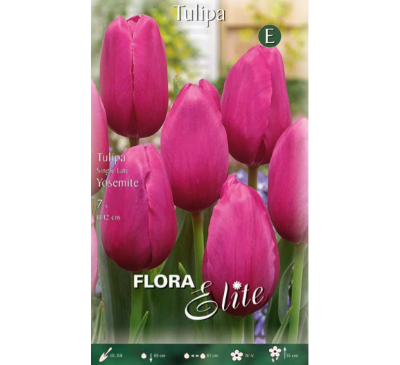 Sodo ir daržo prekės. Sėklos, daigyklos, durpinės tabletės. Gėlių sėklos. Tulpės Tulipa Single Late Yosemite 7sv