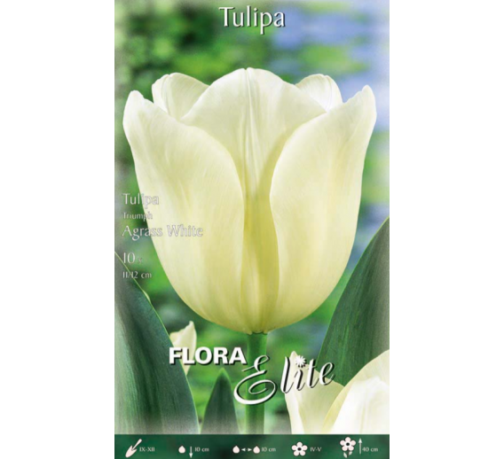 Sodo ir daržo prekės. Sėklos, daigyklos, durpinės tabletės. Gėlių sėklos. Tulpės Tulipa Triumph Agrass White 7sv