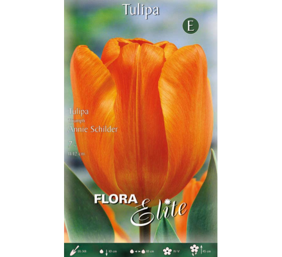 Sodo ir daržo prekės. Sėklos, daigyklos, durpinės tabletės. Gėlių sėklos. Tulpės Tulipa Triumph Annie Schilder 7sv