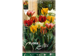 Sodo ir daržo prekės. Sėklos, daigyklos, durpinės tabletės. Gėlių sėklos. Tulpės Tulipa Viridiflora Mixed 7sv