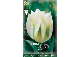 Sodo ir daržo prekės. Sėklos, daigyklos, durpinės tabletės. Gėlių sėklos. Tulpės Tulipa Viridiflora Spring Gree 7sv