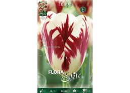 Sodo ir daržo prekės. Sėklos, daigyklos, durpinės tabletės. Gėlių sėklos. Tuplės Tulipa Rembrandt Grand Perfection 7sv