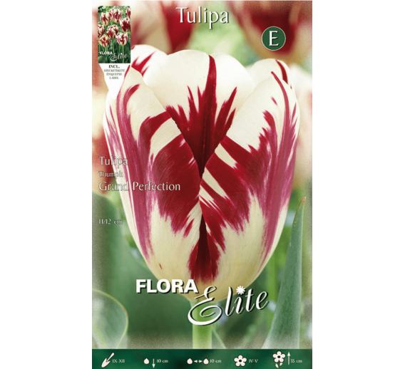 Sodo ir daržo prekės. Sėklos, daigyklos, durpinės tabletės. Gėlių sėklos. Tuplės Tulipa Rembrandt Grand Perfection 7sv