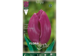 Sodo ir daržo prekės. Sėklos, daigyklos, durpinės tabletės. Gėlių sėklos. Tuplės Tulipa SE Purple Prince 7sv