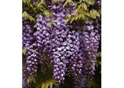 Sodo ir daržo prekės. Augalai. Dekoratyviniai augalai . Visterija Royal Purple